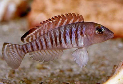 Lamprologus signatus
